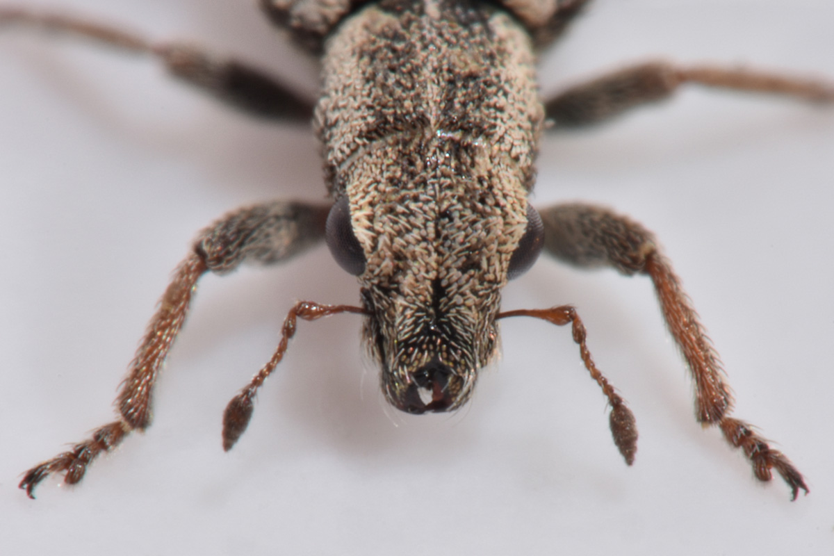 Curculionidae: Sitona macularius?  S !